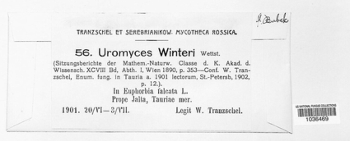 Uromyces winteri image